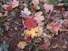 photo thumbnail #4
