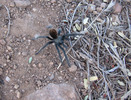 photo thumbnail #12