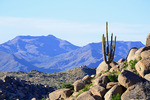 photo thumbnail #5