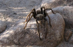 photo thumbnail #9