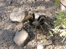 photo thumbnail #10