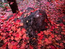 photo thumbnail #14