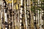 photo thumbnail #14