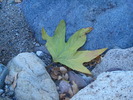 photo thumbnail #12