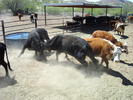 photo thumbnail #5