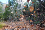 photo thumbnail #8