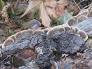 photo thumbnail #5