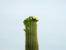 photo thumbnail #10