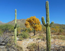 photo thumbnail #2