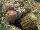 photo thumbnail #4