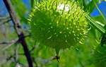 photo thumbnail #12