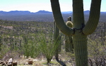 photo thumbnail #7