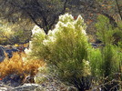 photo thumbnail #12