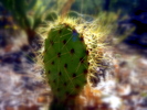 photo thumbnail #10