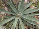 photo thumbnail #11