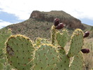 photo thumbnail #4