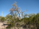 photo thumbnail #4