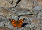 photo thumbnail #10