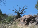 photo thumbnail #7