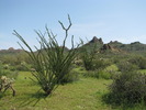 photo thumbnail #3