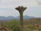 photo thumbnail #6