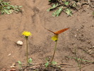 photo thumbnail #14