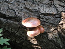 photo thumbnail #8