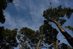 photo thumbnail #12