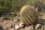 photo thumbnail #8