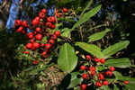 photo thumbnail #14
