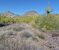 photo thumbnail #9