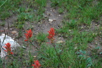 photo thumbnail #4