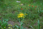 photo thumbnail #5