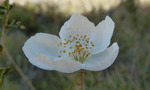 photo thumbnail #13