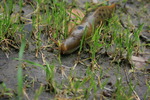 photo thumbnail #12