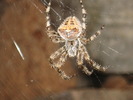 photo thumbnail #11