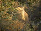 photo thumbnail #12
