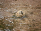 photo thumbnail #14