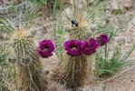 photo thumbnail #15