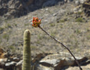 photo thumbnail #4