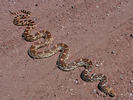 photo thumbnail #5