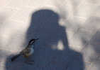 photo thumbnail #14