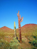 photo thumbnail #13
