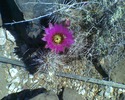 photo thumbnail #3
