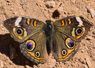 photo thumbnail #9