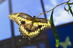photo thumbnail #12