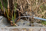 photo thumbnail #13