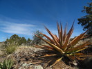 photo thumbnail #4