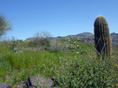 photo thumbnail #12