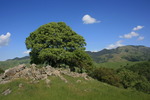 photo thumbnail #3